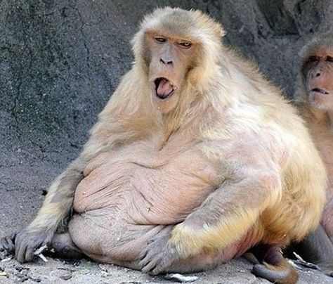 I feel like my picture needs to be added to this list.   25 Animals That Are Too Fat To Function Fat Animals, Behind Blue Eyes, Mandrill, Workout Humor, How I Feel, Bones Funny, Monkeys, Make Me Smile, I Laughed