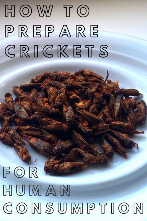 Solarpunk Cottagecore, Cricket Recipes, Substitute For Chips, Cricket Farm, Cricket Farming, Alternative Protein, Edible Insects, Meal Worms, Bugs Life