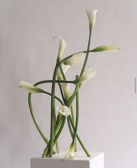 Cala lilies Calla Lily Table Decorations, Cala Lily Arrangements, Calla Lily Ikebana, Large Calla Lily Arrangement, Calla Lily Floral Arrangements, Calla Lily Bud Vase, Wedding Anthurium, Chinatown Wedding, Cala Lillies