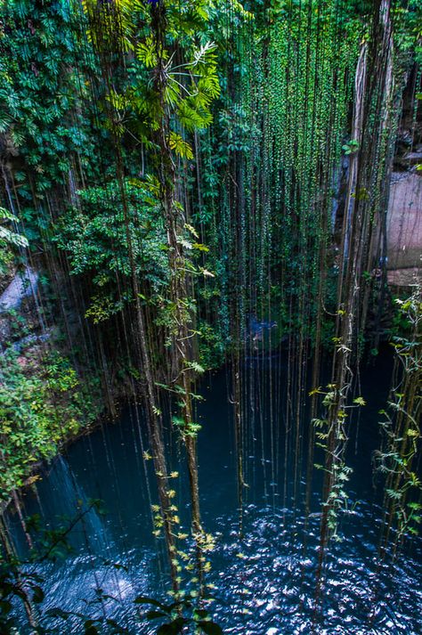 x Forest Oasis, Terraria, Tropical Rainforest, Nature Aesthetic, Amazing Nature, Nature Beauty, Beautiful World, Wonders Of The World, Mother Nature