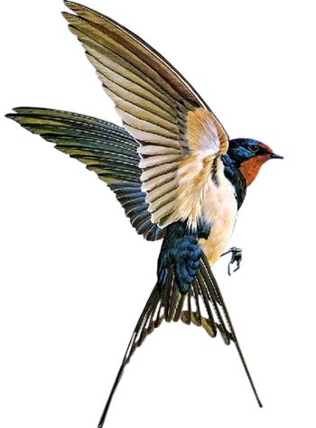 p Swallow Bird Tattoos, Tattoo Bird, English Writers, Swallow Tattoo, Bird Flying, Animal Reference, Swallow Bird, Swallows, Birds Tattoo