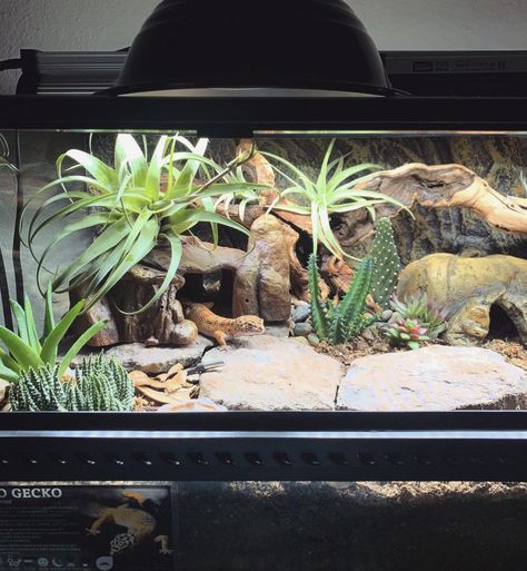 Amazing Pet Enclosures Reptile Enclosure Ideas Leopard Geckos, Lizard Aquarium Ideas, Cane Toad Enclosure, Themed Reptile Enclosure, Cool Leopard Gecko Tanks, Leperd Gecko Terrarium, Reptile Setup Ideas, Leapord Gecko Habitat Ideas Diy, Geko Lizard Enclosure