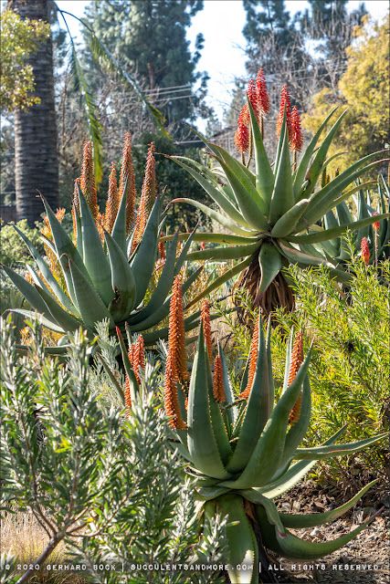 Aloe Garden Landscaping South Africa, Aloe Garden Ideas, Aloe Garden Landscaping, Aloe Vera Garden Ideas, Garden Ideas South Africa, Aloe Garden, Aloe Flower, Aurora Landscape, Aloe Vera Plant Indoor