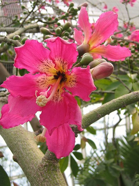 Floss Silk Tree, Silk Floss Tree, Mosquito Repellent Plants, Homosassa Florida, Best Mosquito Repellent, Mosquito Plants, Repellent Plants, Ancient Trees, Spiral Art