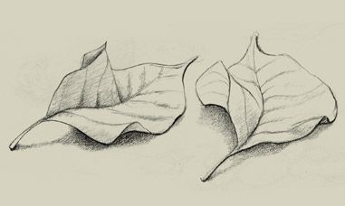 Pencil sketch of leaves Leaves Reference, Flower Sketch Pencil, Portfolio Drawings, Leaves Drawing, Beautiful Pencil Drawings, Leaves Sketch, Gum Leaves, Drawings Tutorials, Pencil Drawing Tutorials