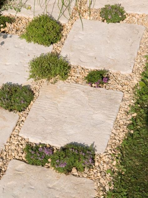 Sidewalk Landscape, Sidewalk Landscaping, Creeping Thyme, Meadow Garden, Garden Stepping Stones, Gravel Garden, Wildflower Meadow, Garden Steps, Ground Cover Plants