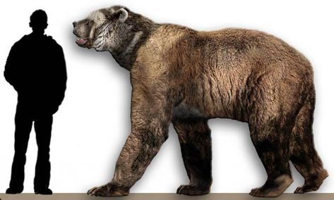 Pleistocene Animals, Atlas Bear, Short Faced Bear, American Lion, Prehistoric Planet, Spectacled Bear, Cave Bear, Big Animals, Extinct Animals