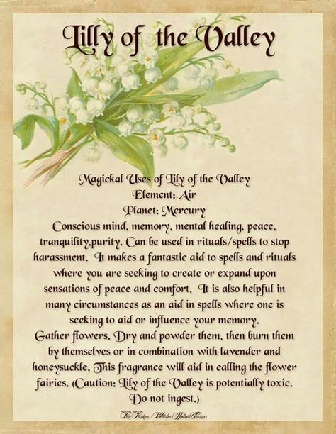 Lily Of The Valley ... magical Backyard Garden Landscaping, Garden Landscaping Ideas, Magickal Herbs, Witch Herbs, Green Witchcraft, Magic Herbs, Kitchen Witchery, Aesthetic Garden, Magical Herbs