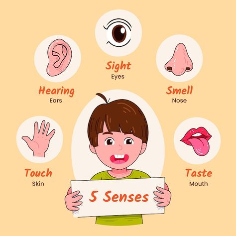 5 Sense For Preschool, Sense Organs For Kindergarten Chart, 5senses Activity, 5 Sense Organs Chart, Sense Organs Project For Kids, 5 Senses Illustration, Five Senses Chart, 5 Senses For Kids, 5 Sense Organs