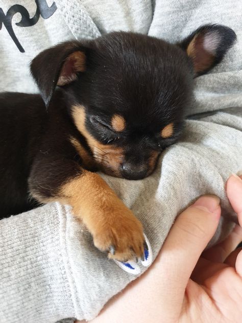 Mini Doberman, Psy Chihuahua, Mini Pinscher, Dog Breeds List, Very Cute Dogs, Cute Chihuahua, Chihuahua Puppies, Baby Puppies