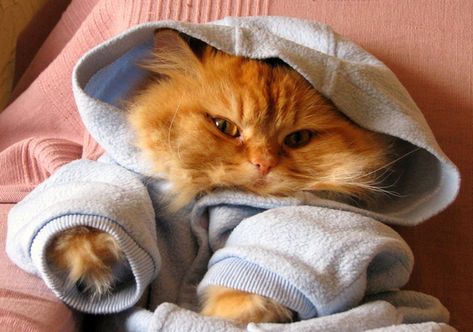 Cats In Hoodies Cat Dressed Up, Funny Kittens, Beautiful Kittens, Great Cat, Kittens Funny, Funny Cat Memes, Funny Cat Pictures, Cute Cats And Kittens, Cute Kittens