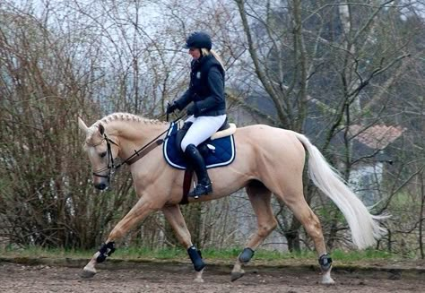 stallion | USA | 2005 | by RFF King's Ransom out of RFF Golden Miracle #thoroughbred #stallion #palomino #colouredthoroughbred Palomino Horse Tack, Palomino Horse Jumping, Palomino Thoroughbred, Horses Palomino, Horse Oc, Thoroughbred Stallion, First Horse, Riding School, Palomino Horse