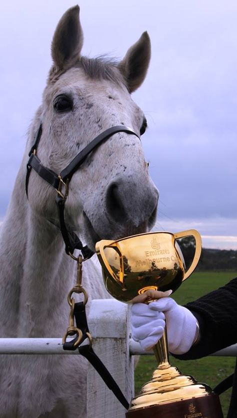 Efficient - winner of 2007 Melbourne Cup Crown Casino Melbourne, Horse Trophy, Royal Melbourne Show, Melbourne Cup Horses, Horse Competition, Spring Racing Carnival, Champions Trophy, Makeup Course, Australia History