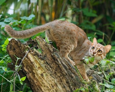 Feline Reference, Rusty Spotted Cat, Small Wild Cats, Sand Cat, Spotted Cat, Animal References, Cats For Sale, Cat Pose, Majestic Animals