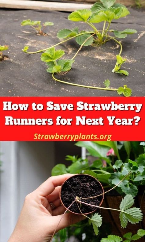 What To Do With Strawberry Runners, Overwintering Strawberry Plants, How To Plant Strawberry Runners, Strawberry Runners Planting, Strawberry Plants Ideas, Strawberry Plant Runners, Allotment Planning, Strawberry Planting, Strawberry Growing