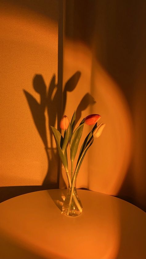 tulip sunset Tulips With Sunset, Red Tulips Aesthetic Wallpaper, Tulip Wallpaper, Tulips Aesthetic, Roses And Tulips, Sunset Flowers, Jelly Wallpaper, Fancy Flowers, Orange Tulips