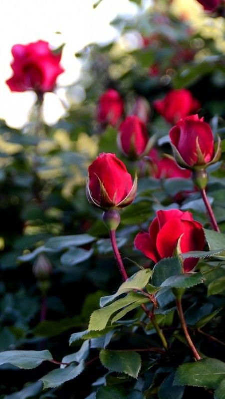 Bush Garden, Rose Belle, Rose Gold Wallpaper, Beautiful Red Roses, Rose Vase, Love Garden, Beautiful Rose Flowers, Rose Cottage, Flower Phone Wallpaper