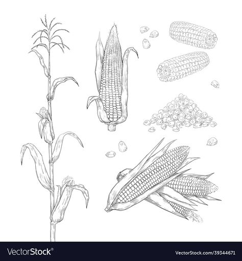 Corn Drawing Illustration, Corn Plant Drawing, Corn Illustration Drawings, Maize Drawing, Corn On The Cob Tattoo, Corn On The Cob Drawing, Corn Stalk Drawing, Corn Stalk Tattoo, Corn Field Drawing