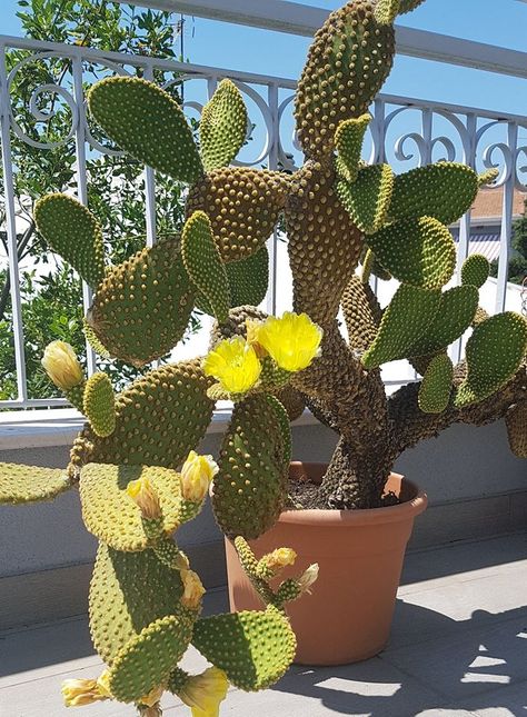 Opuntia Microdasys pallida Opuntia Microdasys, Hidden Beauty, Desert Plants, Cactus Plants, Cactus, Plants, Green, Beauty