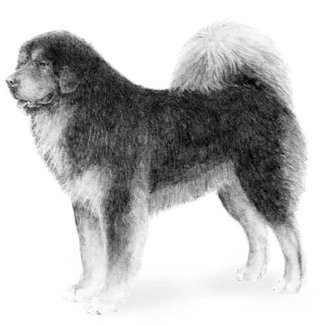 Tibetan Mastiff Dog, Mastiff Dog Breeds, Mastiff Breeds, American Curl, Akc Breeds, Illustration Dog, Mastiff Puppies, Giant Breeds, Tibetan Mastiff