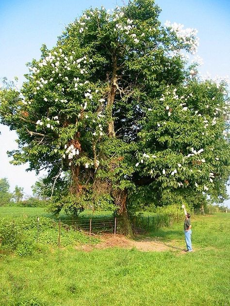 The Great American Chestnut Tree Revival - Modern Farmer Chesnut Tree, Chinese Chestnut, Chestnut Flower, Chestnut Tree, American Chestnut, Modern Farmer, Farm Business, Chestnut Trees, Yard Project