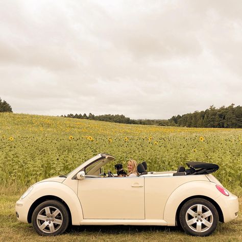 Convertible Beetle in a sunflower field Cream Beetle Car, Volkswagen Bug Convertible, Yellow Volkswagen Beetle, Yellow Beetle Car Aesthetic, Yellow Beetle, Convertible Beetle, Beetle Car Aesthetic, Volkswagen Beetle Aesthetic, Vw Bug Convertible