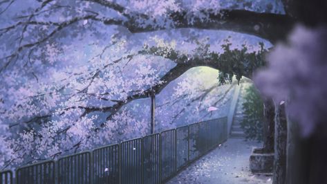 Anime gif scenery Anime Cherry Blossom, The Garden Of Words, Tamako Love Story, Gif Background, Cherry Blossom Wallpaper, Anime Places, Cherry Blossom Background, Sakura Tree, Anime Gifs