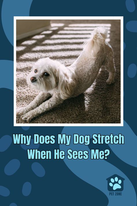 Discover why dogs stretch when they see you, from greeting bows to playful invitations. Dive into the world of canine body language! He Sees Me, Dog Growling, Dog Body Language, Muscle Knots, Pet Hacks, Dog Decor, Dog Bows, Body Language, Dog Care