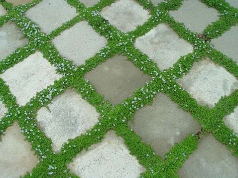 irish moss and pavers | Irish moss growing between pavers | Garden Grove Stone Walkways, Tiered Garden, Patio Pavers, Garden Grove, Ground Cover Plants, Yard Design, Paver Patio, Garden Club, Outdoor Patio Decor