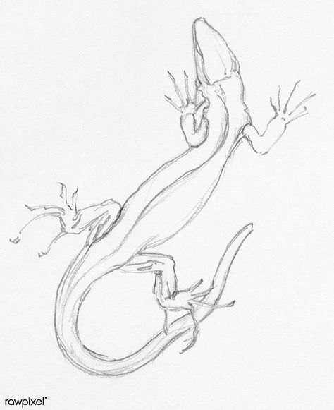 Lizard by Julie de Graag (1877-1924). Original from the Ri… | Flickr Lizard Sketch, Lizard Drawing, Big Lizard, Wildflower Drawing, Monitor Lizard, Nature Sketch, Free Illustration Images, Artist Sketches, Chameleons