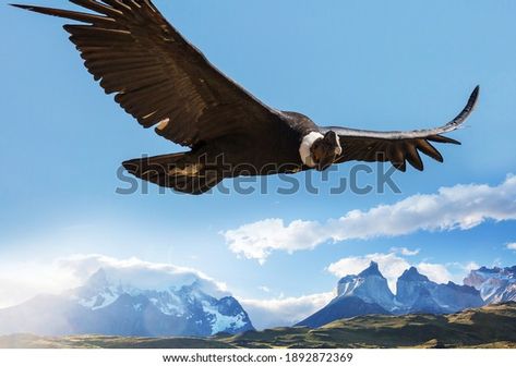 Condor De Los Andes: imágenes, fotos de stock y vectores | Shutterstock Mountain Landscape, Bald Eagle, Photo Image, Natural Landmarks