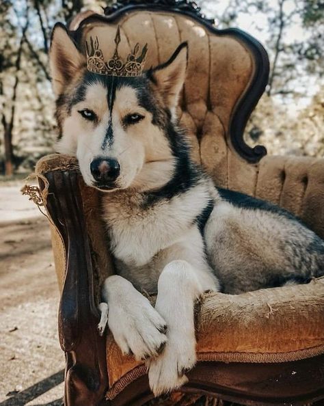 Husky Photoshoot, Dog Birthday Photoshoot, Haski Dog, Husky Pics, Cute Husky, Husky Lover, Dog Photoshoot, Really Cute Dogs, Dog Adventure