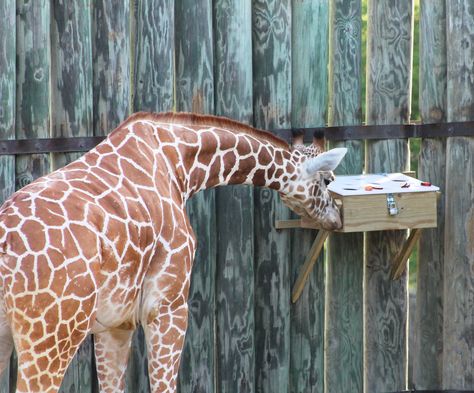 Giraffe Enrichment Ideas, Zoo Enrichment, Giraffe Enrichment, Lion Zoo Exhibit, Enrichment Projects, Zoo Giraffe, Feeding Giraffe Pictures, Zoo Animals, Theme Park