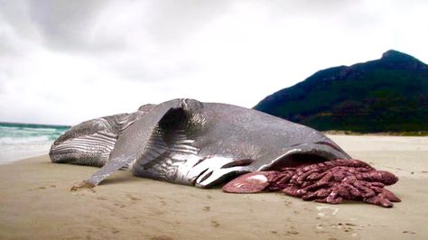 A Megalodon  is the only thing that could have bitten this whale in half! It lives! Megalodon Shark Real, Monster Shark, Basking Shark, Baleen Whales, Types Of Sharks, Shark Photos, Mako Shark, Megalodon Shark, Scary Animals