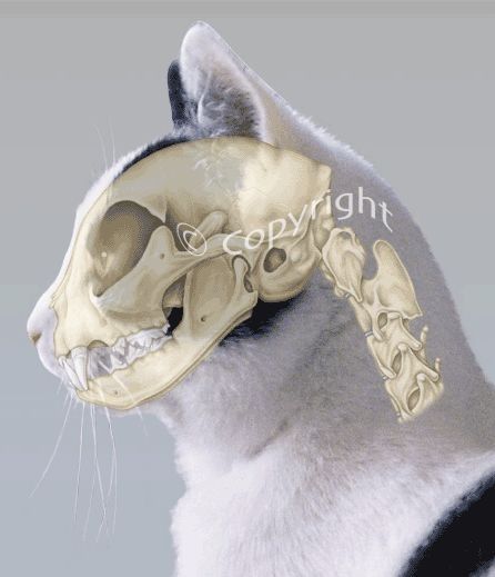 side view cat skull drawing - Yahoo Image Search Results Feline Anatomy, Skull Reference, Cat Skeleton, Cat Anatomy, Animal Skeletons, Cat Reference, Cat Sketch, Cat Skull, Animal Study