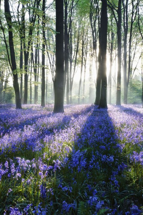 Bluebell Woodland, 숲 사진, Bluebell Woods, Hampshire England, Theme Nature, Spring Landscape, Beautiful Forest, Forest Flowers, Blank Paper