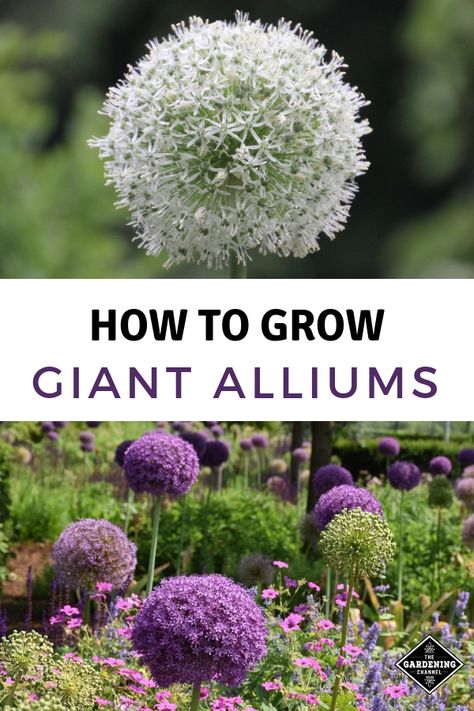 Giant Allium, Moonflower Vine, Allium Flowers, Planting Tulips, Garden Plots, Garden Insects, Zinnia Flowers, Organic Gardening Tips, Gardening Advice