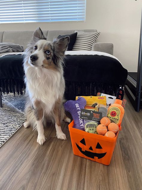 Dog Boo Basket, Dog Halloween Party, Dog Themed Halloween Decorations, Dog Christmas Gifts Basket, Halloween Pet Ideas, Dog Christmas Basket, Dog Spooky Basket, Spooky Basket For Dog, Halloween Dog Activities