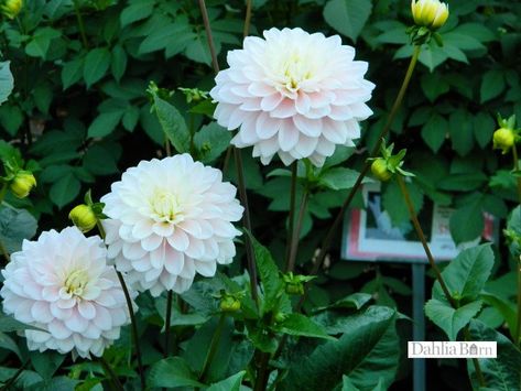 Silver Years Single Dahlia, Dahlia Bulbs, Dahlia Tubers, Dahlias Garden, Washington State, Beautiful Gardens, Dahlia, White Flowers, To Grow