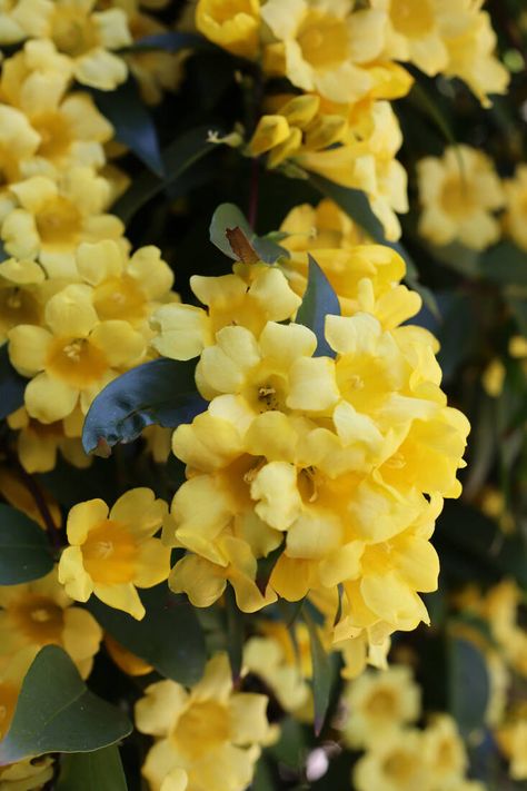 Yellow Jessamine: A Species of Gelsemium That's a Very Toxic Plant Plants With Yellow Flowers, Carolina Jasmine, Yellow Jessamine, Cassia Tree Yellow Flowers, Edible Grass, Yellow Lady Slipper Flower, Flower References, Diy Curb Appeal, Scented Flowers