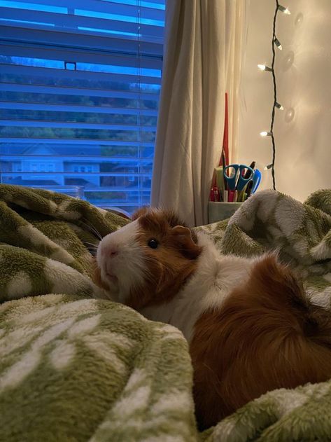 Cute Animals Wallpaper, Guine Pig, Guinea Pig Cages, Pig Pet, Weekend Mood, Animals Print, Cute Pets, Guinea Pig, Guinea Pigs