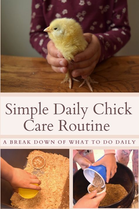 a walk through of how to care for baby chicks Daily Chicken Routine, Chick Care 101, Dairy Cow Breeds, Turkey Chicks, Chicken Feeder Diy, Homestead Animals, Raising Farm Animals, Day Old Chicks, Backyard Chicken Coop Plans