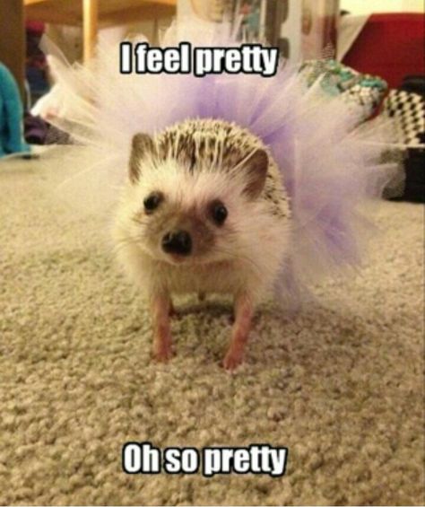 Animals With Captions, Hedgehog Meme, Pictures With Captions, Pictures Animals, Captions Funny, Funny Animals With Captions, Funny Funny, Hedgehogs, Funny Animal Pictures