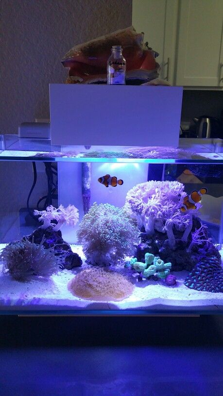 Seahorse Fish Tank, Clownfish Tank Ideas, Saltwater Tank Ideas, Cool Fish Tanks Ideas Unique, Cute Fish Tank Decor, Preppy Fish Tank, Pretty Fish Tank Ideas, Fish Tank Cute, Salt Water Fish Tank Ideas