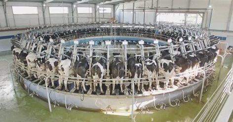 Human Cow, Dairy Business, Types Of Farming, Dairy Industry, Dairy Cattle, Factory Farming, Green Planet, Dairy Cows, Dairy Farms