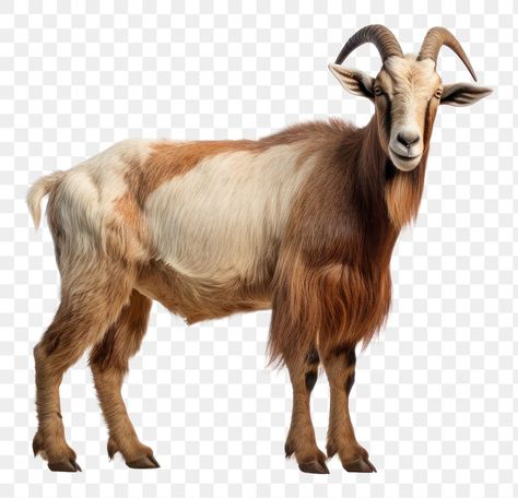 Goat Images, Goat Image, Anglo Nubian Goats, Goat Png, Alpine Goats, Watercolour Texture, Nubian Goat, Monster Ideas, Idul Adha