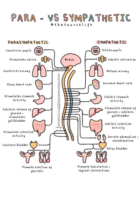 A4 Anatomy Posters - Etsy UK Nervous System Notes Aesthetic, Health Science Aesthetic, Parasympathetic Vs Sympathetic, Psych Notes, Medical Diagrams, Anatomy 101, Anatomy Posters, Psychology A Level, Sympathetic Nervous System