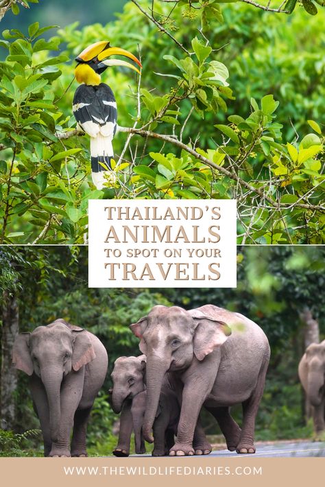 Planning a trip to Thailand? Keen to see wild animals on your travels? Then this guide to Thailand animals is for you Thailand Animals, Indochinese Tiger, Asiatic Elephant, Mouse Deer, Khao Yai National Park, Khao Sok National Park, Trip To Thailand, Khao Yai, Visit Asia