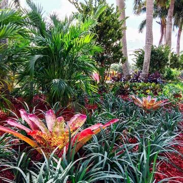 Complete overhaul of median strip landscaping in San Messina Weston Florida. - Tropical - Garden - Miami - by LunnScape | Houzz AU Full Sun Garden Ideas, Full Sun Landscaping, Full Sun Garden, Weston Florida, Tropical Landscape Design, Florida Landscaping, Swimming Pool Landscaping, Tropical Garden Design, Tropical Backyard