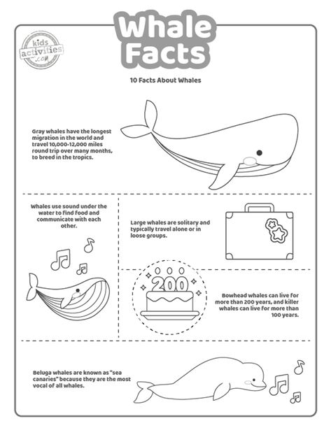 Whale Facts For Kids, Whale Chart, Teachers Shirts, Whale Craft, Kids Art Decor, Whale Migration, Bowhead Whale, Whale Facts, Beluga Whales